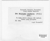 Dasyscyphus calyciformis image